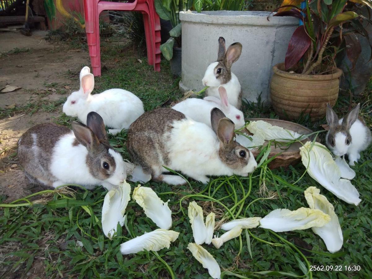 Baan Suan Jantra Home Stay Chiang Rai Zewnętrze zdjęcie
